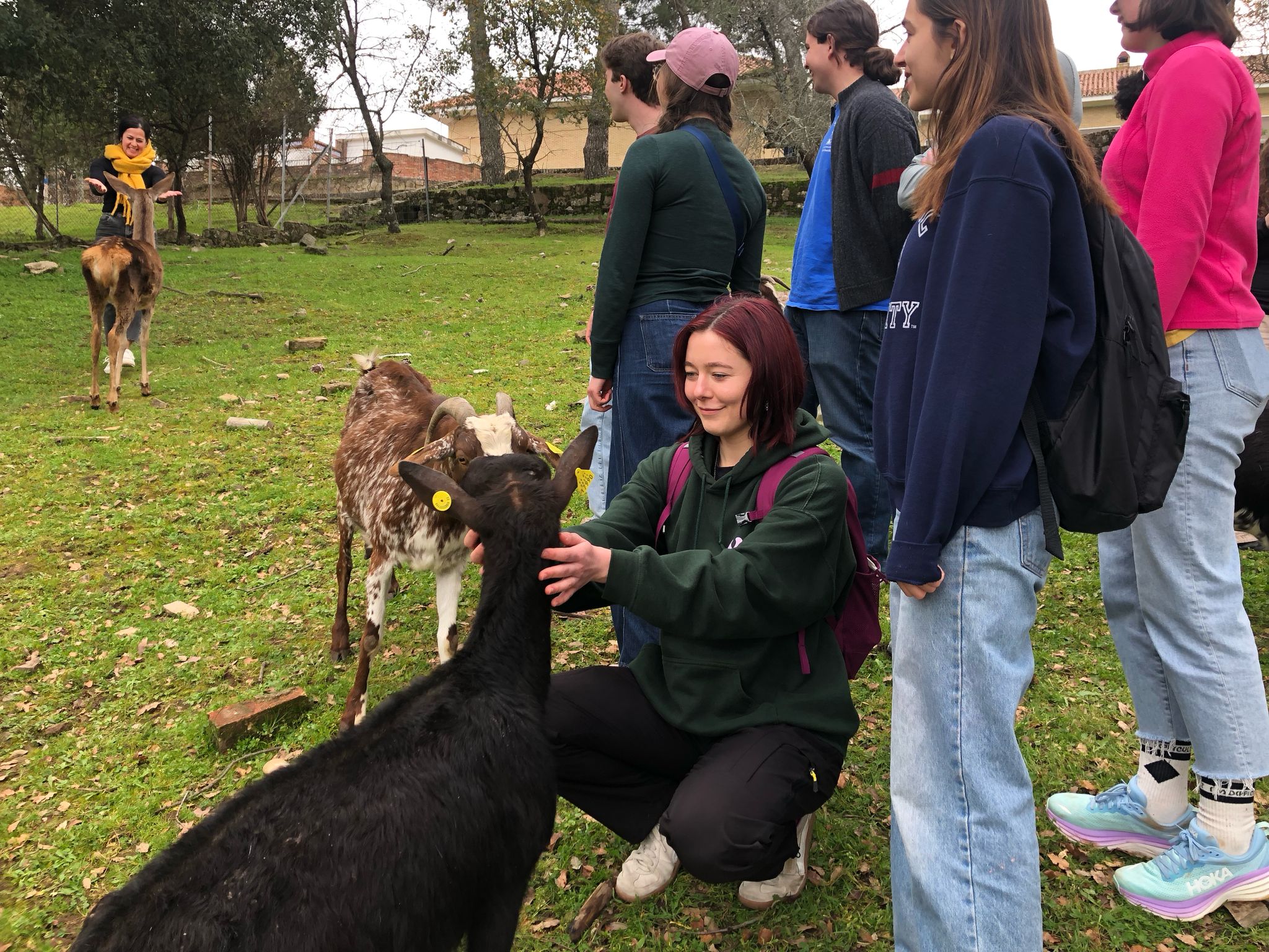 Cabras